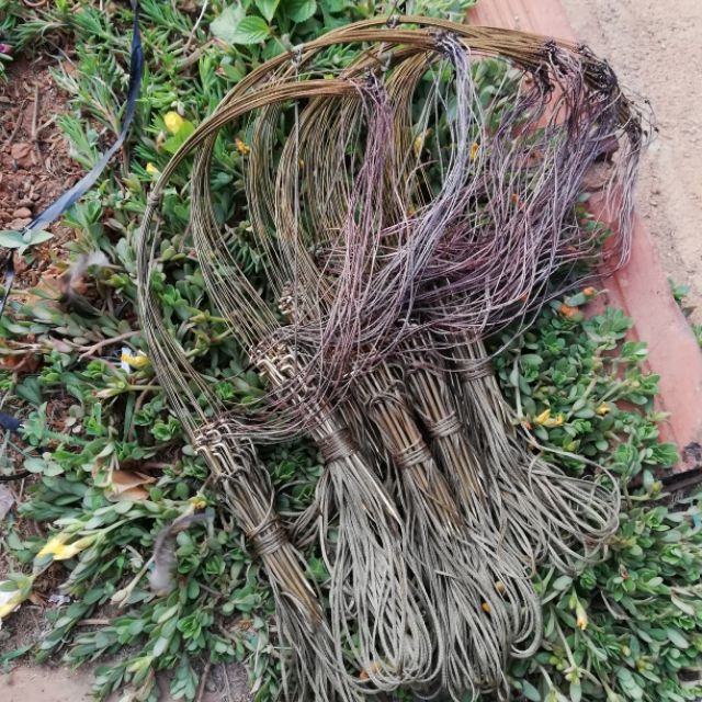 Giò chân đồng bẫy gà