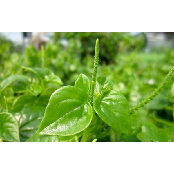 Hạt giống rau càng cua - rau củ quả trồng chậu, sân vườn ban công ngon giòn ngọt nảy mầm cao 0,5gr RADO666