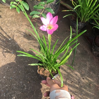 Cây hoa tóc tiên trồng bịch đen (cây huệ mưa)[Như Hình]