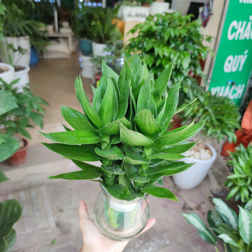 Cây phát lộc thủy sinh 3 gốc , cây phong thủy để bàn phát tài phát lộc, để bàn thờ30 - 35 cm 100% CÓ RẼ