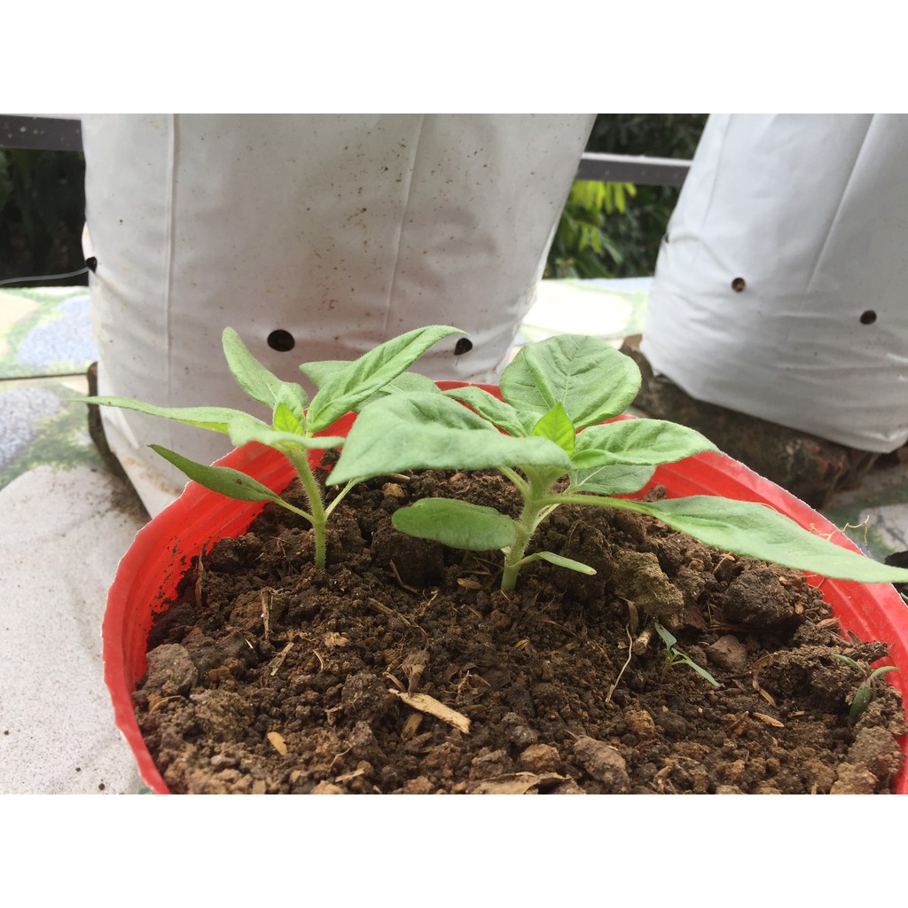 50H Giống Hoa Hướng Dương Lùn