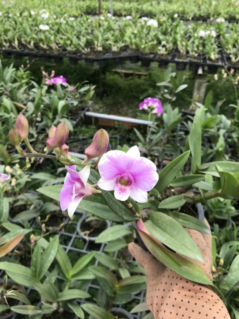 Hoa lan mini màu - mini yaya