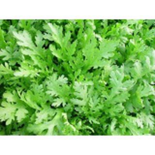 Hạt giống Cải cúc Nếp