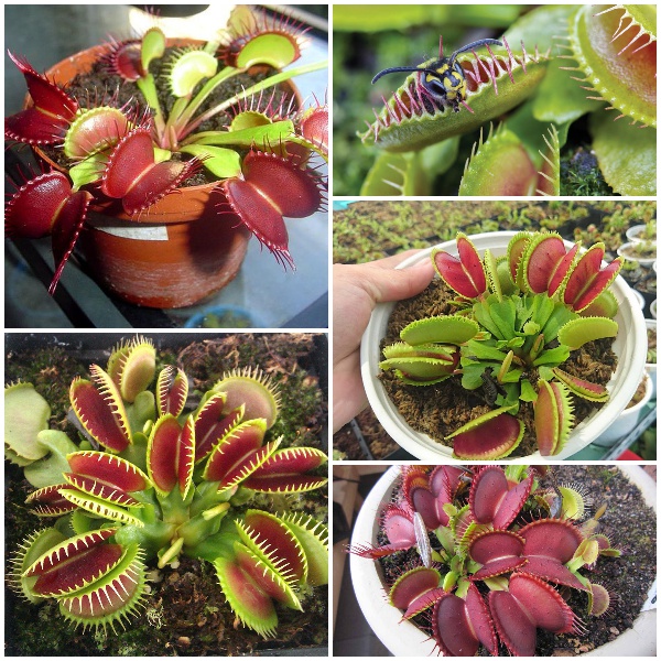 #Hạt_giống_hoa_sen ( kim cương + nga + xương rồng + nắp ấm + bẫy kẹp + tai thỏ +mini nhật )