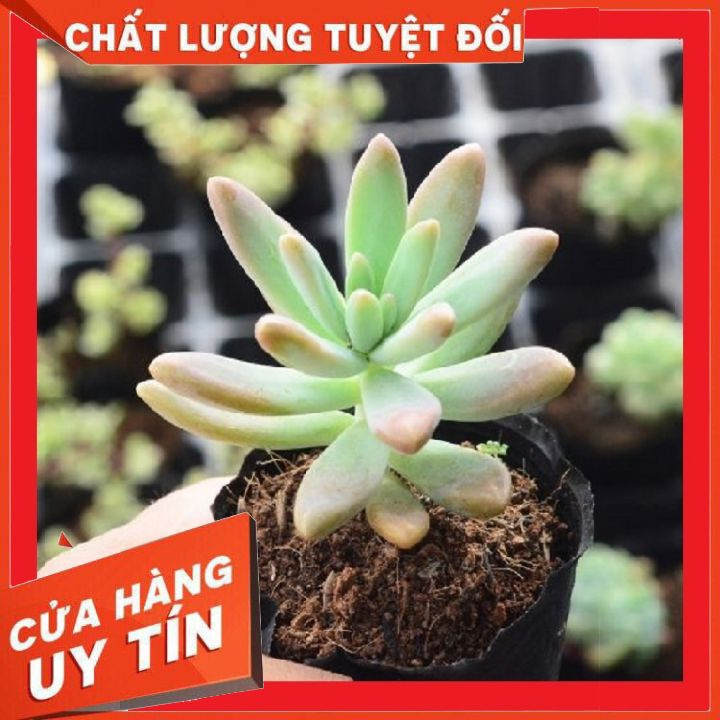 Sen đá pha lê size bầu ❌ FREE SHIP ❌   Xuất xứ Đà Lạt, đã thuần khí hậu