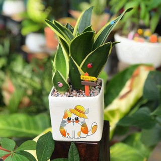 Voucher in hình lên chậu sứ