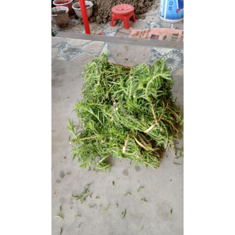 Hoa mười giờ các màu 50k/kg (cành hoa)