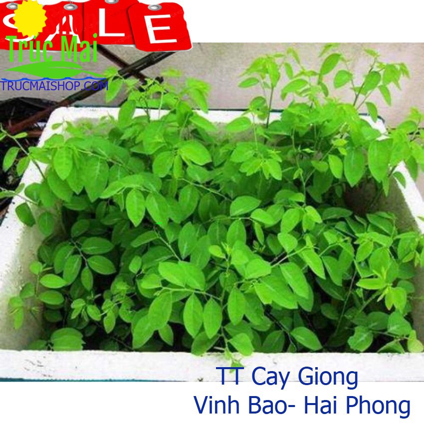 Khóm 10 Gốc cây rau ngót dinh dưỡng lá to thu hoạch quanh năm ✅ Vườn hoa giống VBHP