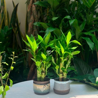 Cây Phát Tài Khúc 3 thân, Trúc Phát Tài 3 thân, Cây Xanh Phong Thủy để bàn (Mẫu chậu ngẫu nhiên)