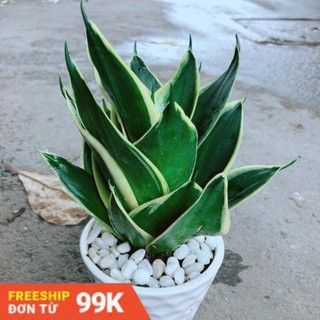 Chậu Lưỡi Hổ Thái Búp Sen