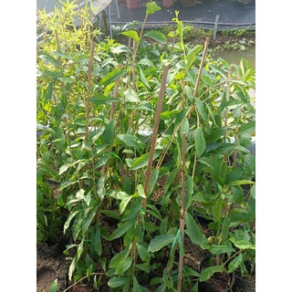 Cúc tần ấn độ dài 60-80cm (combo 5 bịch