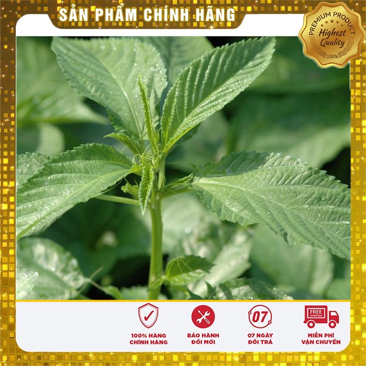 Hạt giống rau đay xanh rau đay trồng gia đình hat giong rau day xanh 20 gram