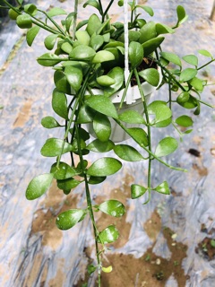Lan Hạt dưa xanh