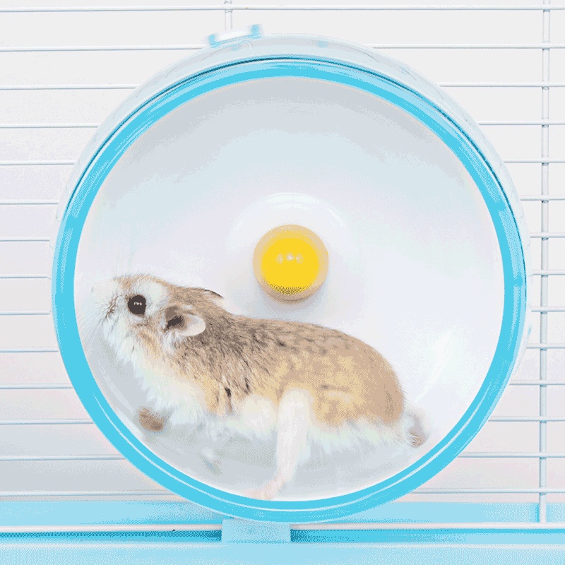 Wheel Silent Gắn Chuồng Cho Hamster Chạy Bộ Size 17 - 21cm Không Kèm Đế - iPet Shop