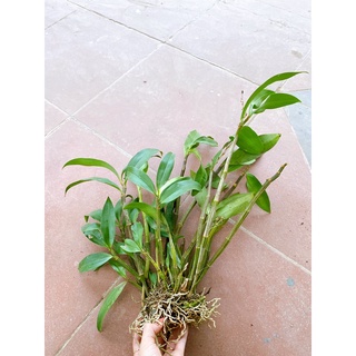 LAN KIỀU VÀNG GHÉP CHẬU