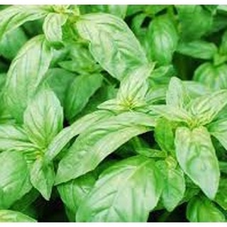 Hạt Giống Húng Tây - 100 HẠT