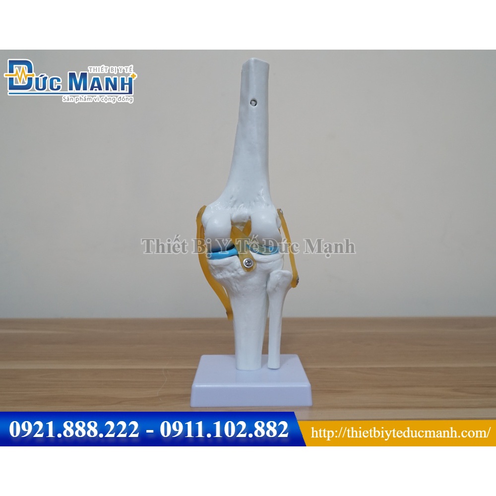 Mô hình giải phẫu khớp gối