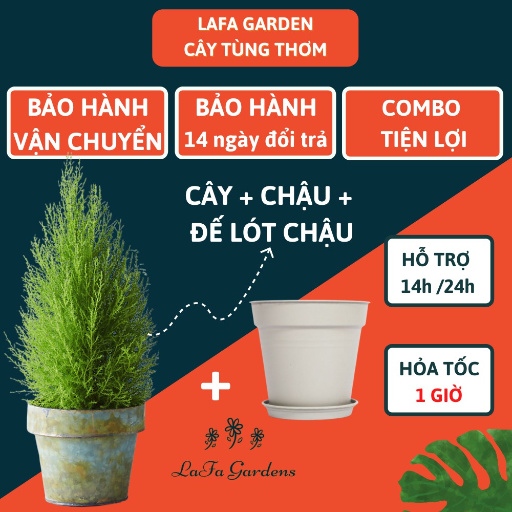 Cây tùng thơm lá mịn LAFA GARDEN, kích thước (30-40cm) nhỏ gọn, lá tỏa hương thơm, trang trí đẹp