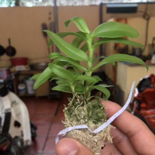 5ct họng hồng gieo hạt