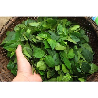 500gr bột thạch găng siêu ngon có ATTP ( tặng kèm vôi bột, hoa nhài)