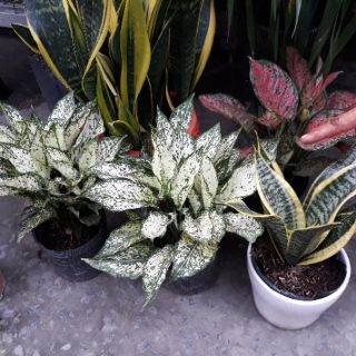 Cây Ngọc Ngân - Kèm Chậu Sứ