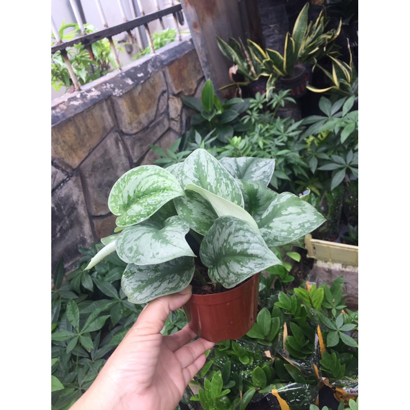 Trầu bà lụa