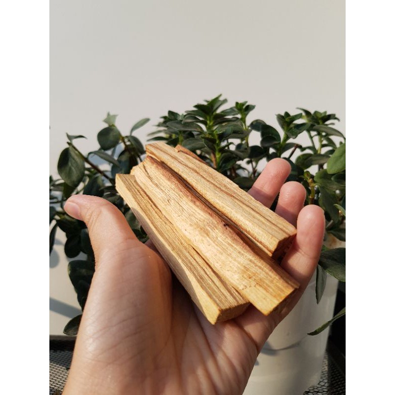 Gỗ thánh Palo Santo dùng trong thanh tẩy không gian, bài Tarot, thiền định, xông nhà