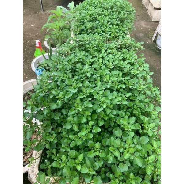 Hạt giống rau cải xoong  _  .