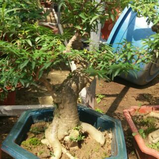 Cây Mai Chiếu Thuỷ Bonsai