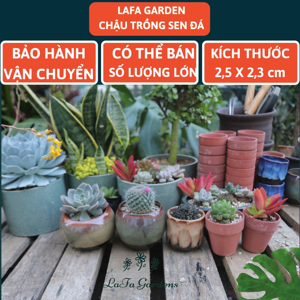 Chậu trồng sen đá đất nung 1 cái LAFA GARDEN, đặc biệt chuyên trồng cây sen đá