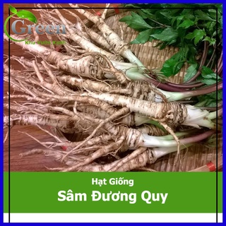 Hạt Giống Sâm Đương Quy Thảo Dược