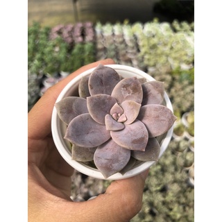 Sen Đá Dĩa Hồng Size Bầu 5cm Hư 1 Đổi 1