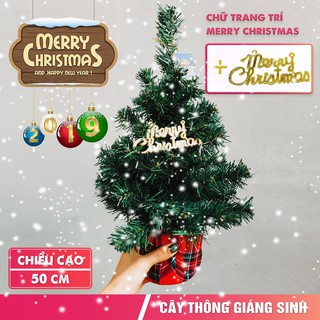 Cây thông mini để bàn Greennetworks