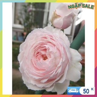 Cành Chiết Hoa Hồng Ngoại Misaki. (Giống Hoa Hồng) - Vattucaygiong