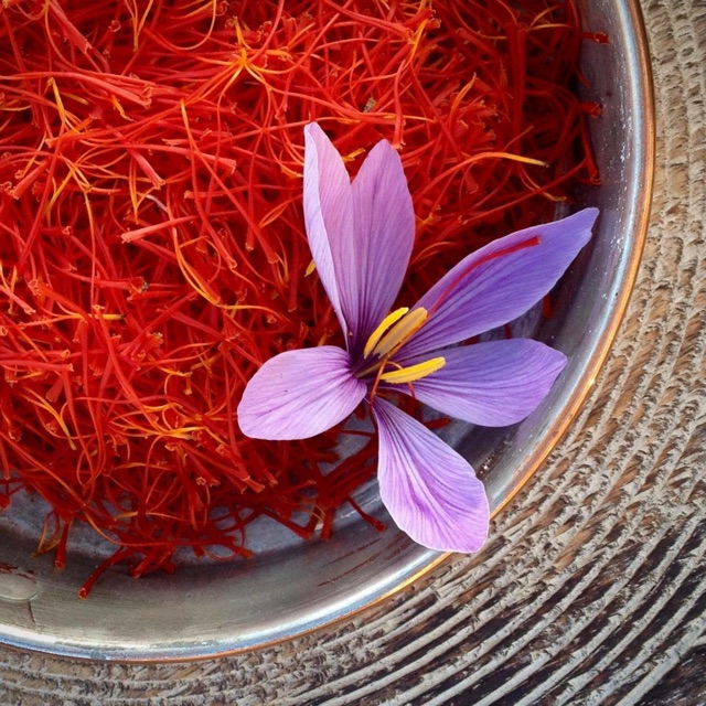 Củ giống hoa nghệ Tây lấy nhụy saffron