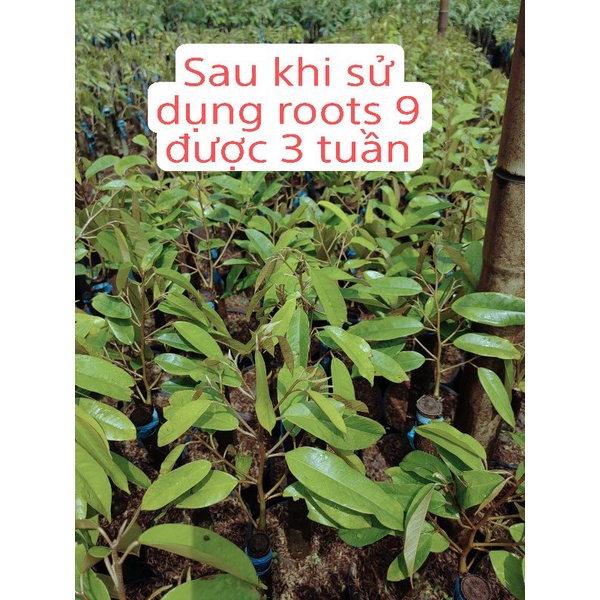 Roots 9 - Siêu dưỡng rễ