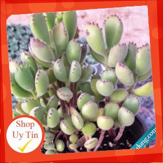 Sen đá Tay gấu múp bụi lớn🍏 |FREESHIP| 🔥 XỨ NÓNG, ĐÃ THUẦN KHÍ HẬU, KHOẺ ĐẸP 🍏 LỖI 1 ĐỔI 1