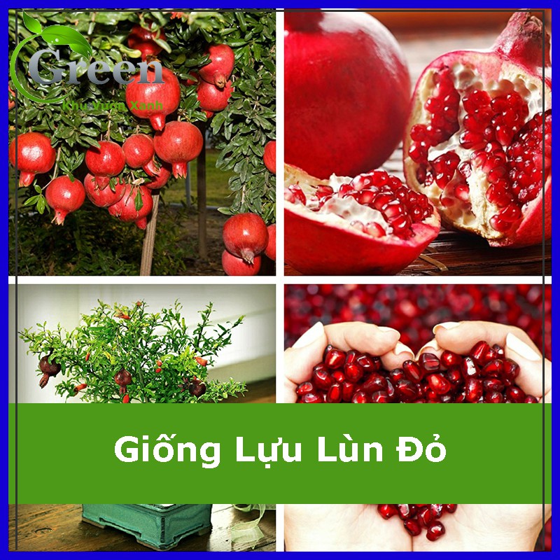 Hạt Giống Lựu Lùn Đỏ Xuất Xứ Ấn Độ (15H)