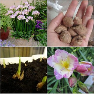 Củ giống hoa lan nam phi hoa màu trắng hồng ( 1 củ tặng kèm viên nén xơ dừa ươm củ ) - STHG2