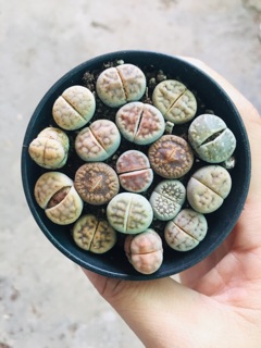 THẠCH LAN (LITHOPS)