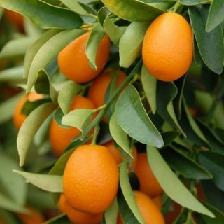 Cây 🌲 Tắc thái  ( ngọt) đang trái