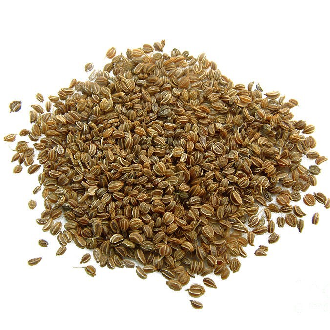 [Seeds] Hạt giống rau cần tây Rado THERA, đóng gói 5gr