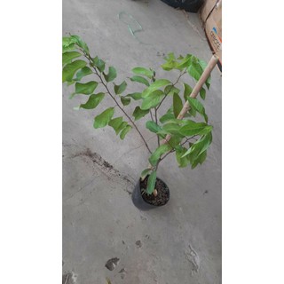 Cây 🌲 Na Thái... siêu trái... trái to