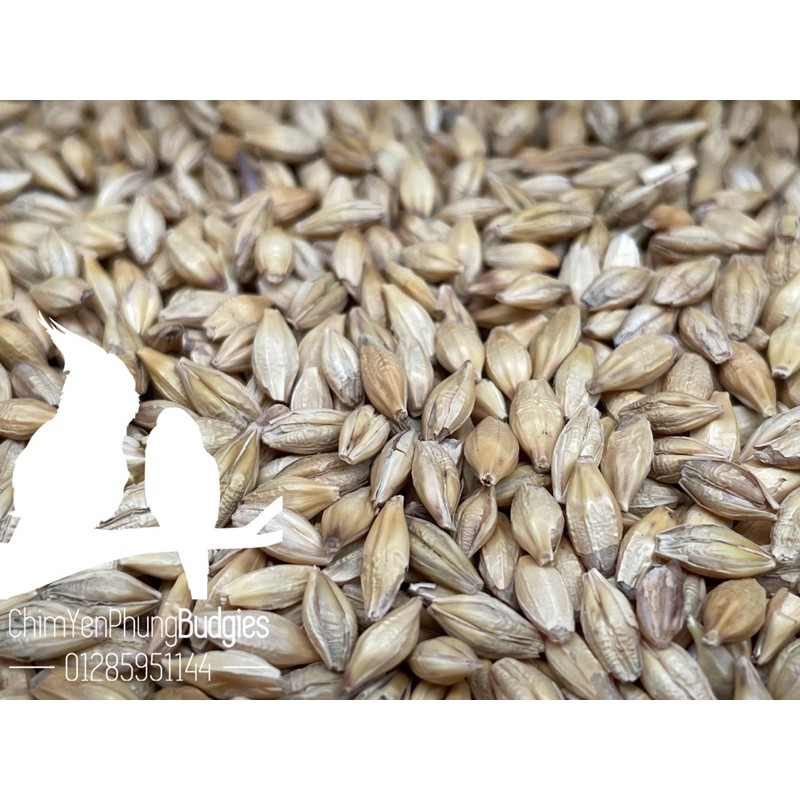 1kg hạt đại mạch (Barley Seed) dinh dưỡng cho Pet.