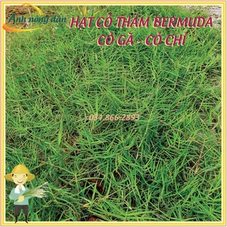 Hạt giống cỏ trồng thảm bermuda (20 gam) Hạt giống cỏ gà, cỏ chỉ
