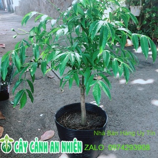 Cây cóc cho sai trái