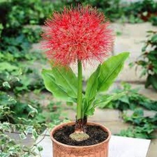 Combo 3 củ giống hoa hồng tú cầu