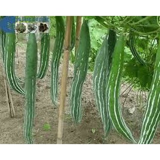 hạt giống mướp rắn gói 5 hạt