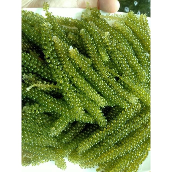 Rong nho tách nước Green Food gói 100gr - Giòn ngon - tươi xanh không tanh | BigBuy360 - bigbuy360.vn
