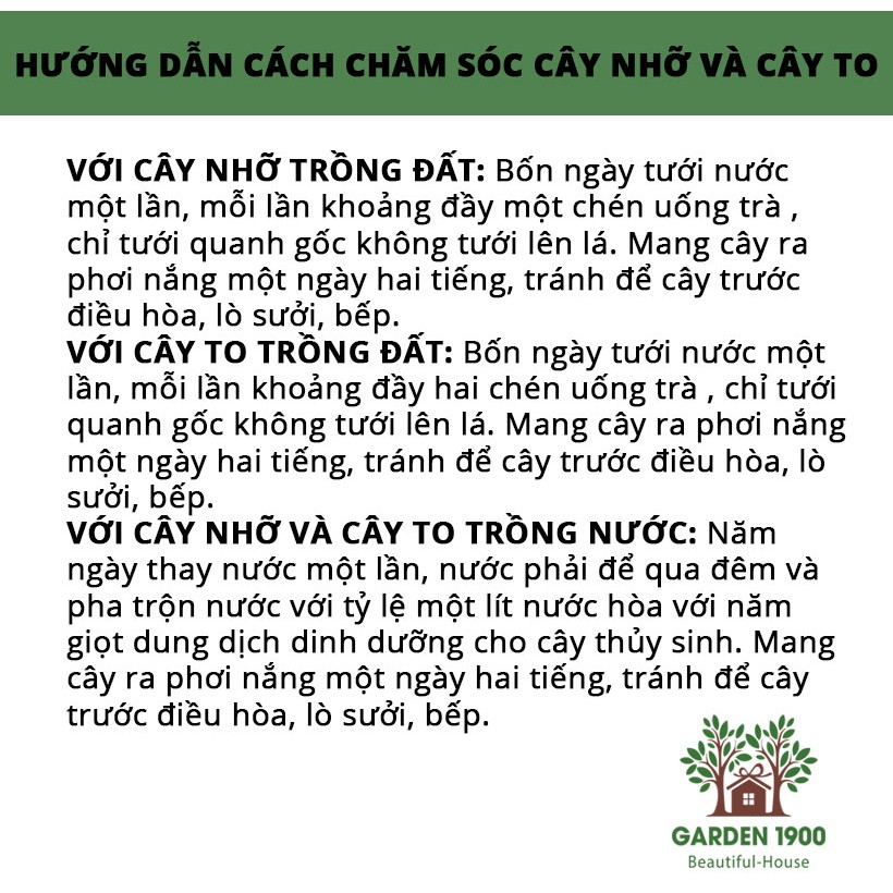 Cây thiết mộc lan thân gỗ liền khúc size to - Garden1900